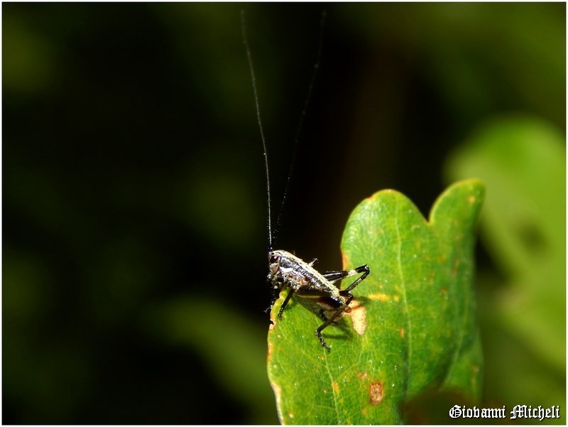 Giovanissimo Tettigoniidae